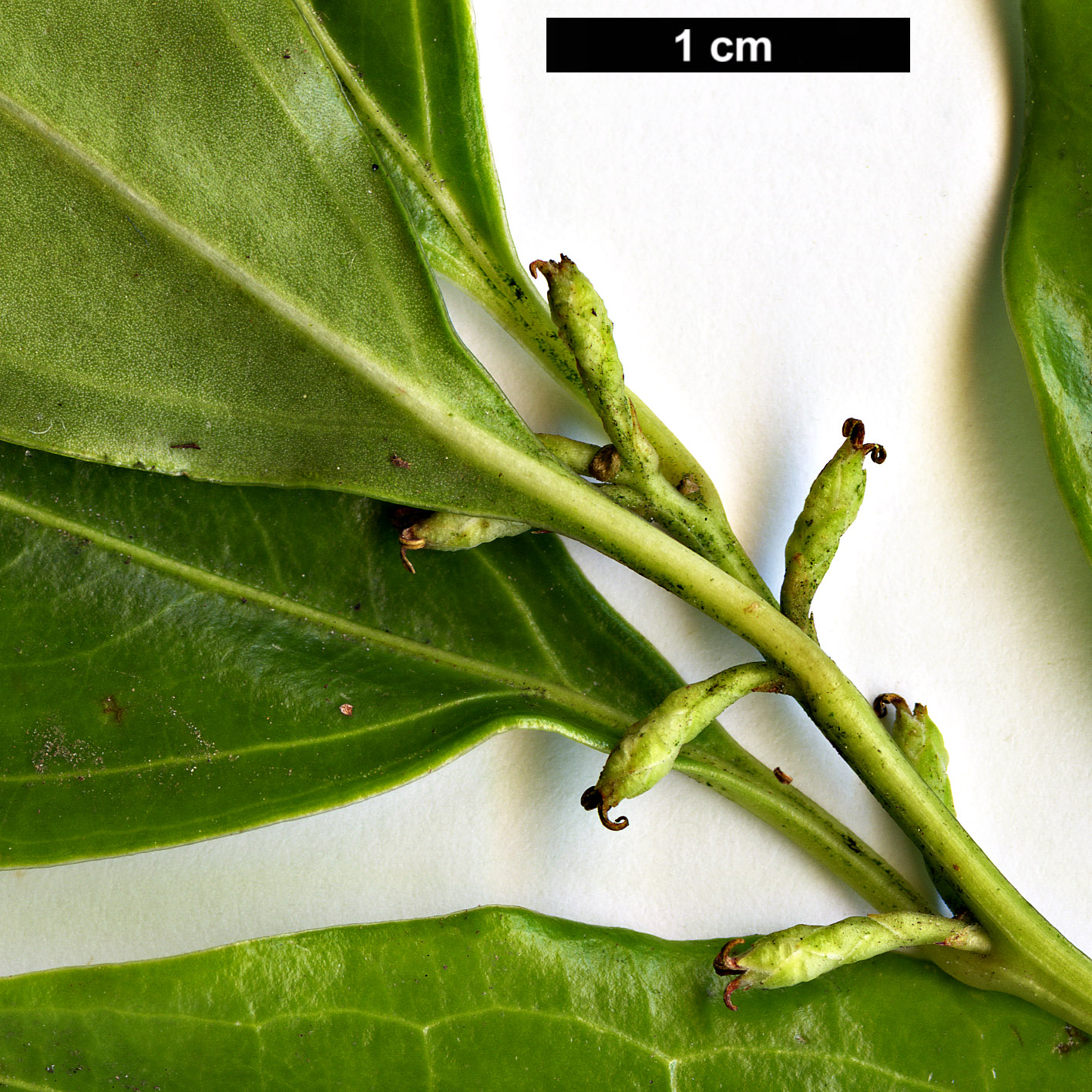 High resolution image: Family: Buxaceae - Genus: Sarcococca - Taxon: wallichii 